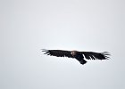 Monniksgier (cinereous vulture) Aegypius monachus - Hustai Nuruu 09-08-2016 (13)